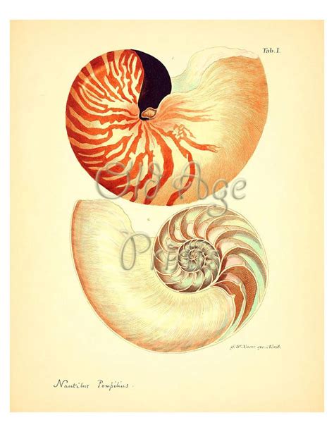 Knorr Seashell Nautilus Pompilius Art Print X By Oldageprints
