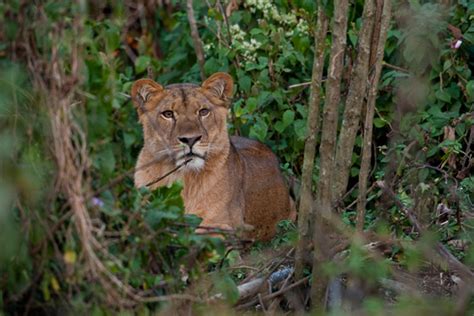 King Of The Jungle Lions Discovered In Rainforests