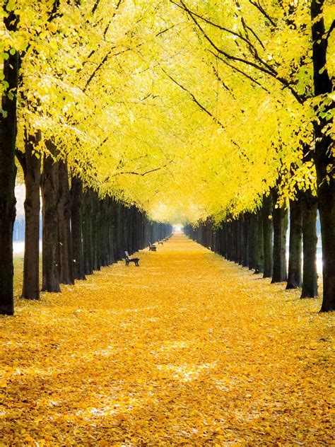 Yellow Leafed Trees Trees Nature Hd Wallpaper Wallpaper Flare