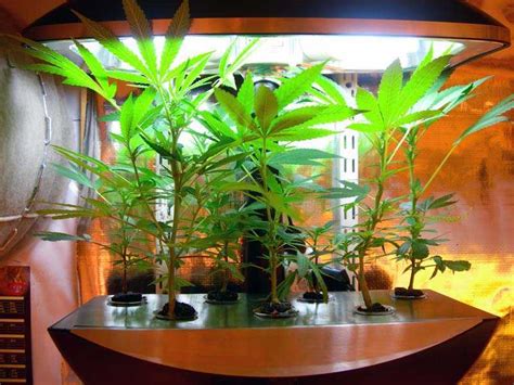 It's perfect for keeping your plants watered during longer vacations and for maintaining consistent water levels for better growth. Aeroponics - Grow Systems