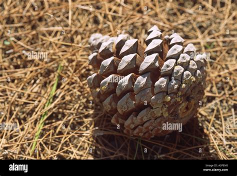 Released Pine Cone Seeds Stock Photos & Released Pine Cone 