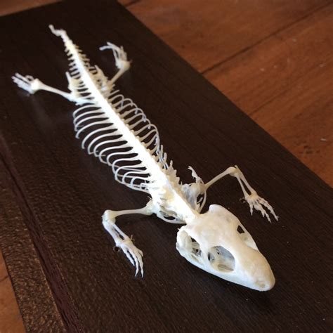 Articulated Lizard Skeleton Curious Nature