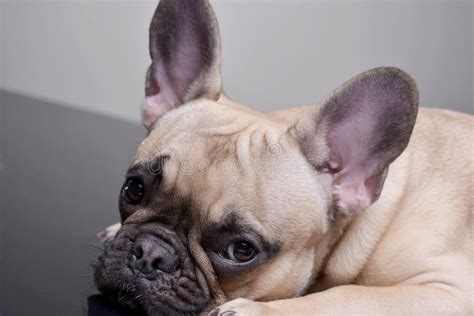 Portrait Of An Adorable French Bulldog Stock Photo Image Of Friendly