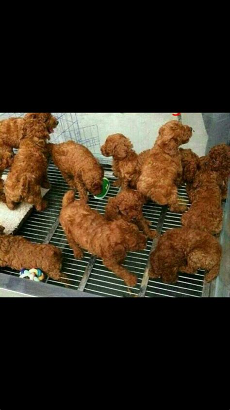 These Dogs Look Like Fried Chicken Bored Panda