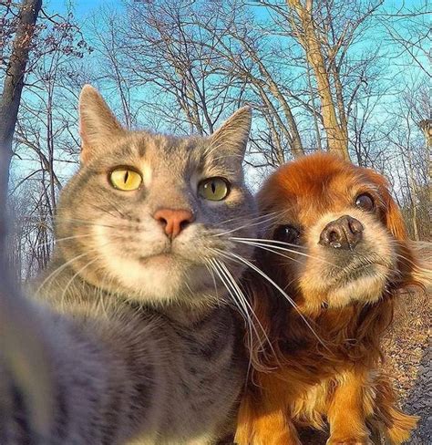20 Selfies Of Cats