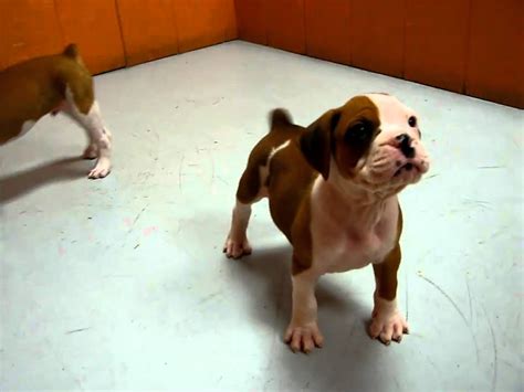 Daily posts of puppies and dogs available in the san diego, ca area!! Boxer, Puppies, For, Sale, In, San Diego, California, CA ...