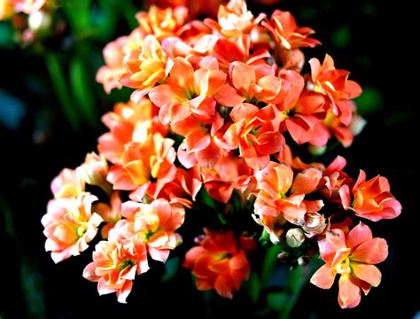 Kalanchoes Flowers Garden Free Photo On Pixabay