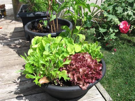 Lettuce Bowl Veg Garden Growing Plants Container Gardening