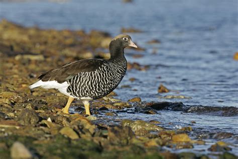 Kelp Goose Naturetrek Wildlife Holidays Flickr