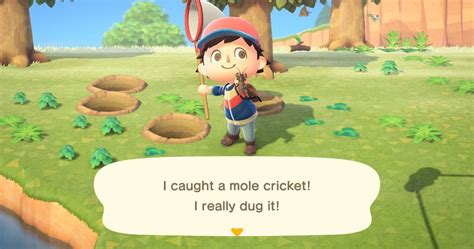 Animal Crossing New Horizons Every New Bug To Catch In May