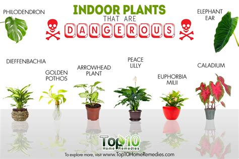 Members of the lilium family are considered to be highly toxic to cats. 10 Indoor Plants that are Poisonous and Dangerous | Top 10 ...