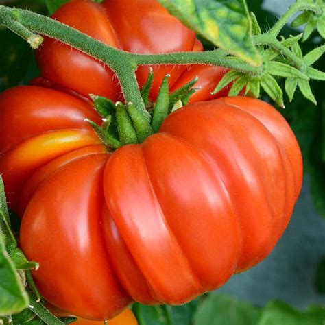 Pennington Brandywine Tomato