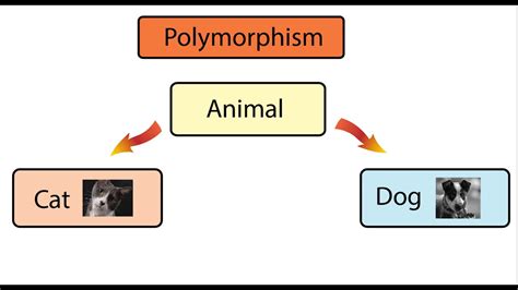 Interview Question What Is Polymorphism How To Answer Youtube