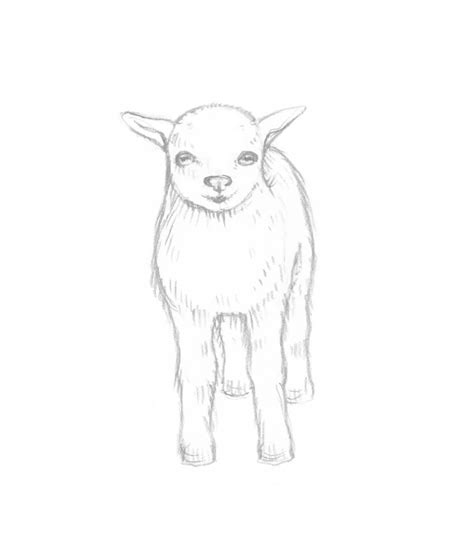 How To Draw A Goat Step By Step