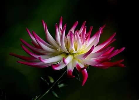 Free Images Blossom Flower Petal Botany Pink Sacred Lotus Flora