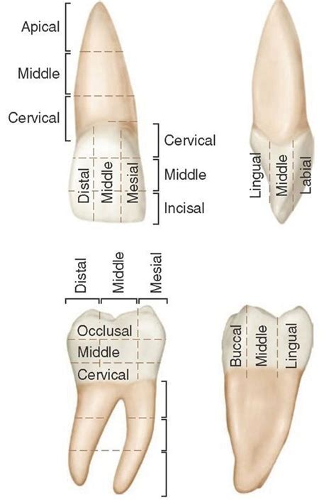 Anatomy Location Terms Of Teeth Introduction To Dental Anatomy