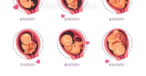 Fetal Development Stages Of Baby Growth In The Womb