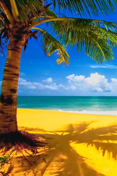 Free Download Beach Palm Tree Wallpapers Iphone Wallpaper Gallery