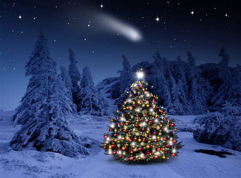 Lighted Christmas Tree In Winter Forest Hd Wallpaper Background Image