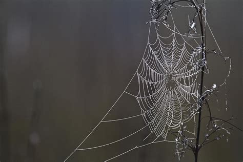 Spider Web Covered In Dew Drops Photograph By Robert Postma Fine Art