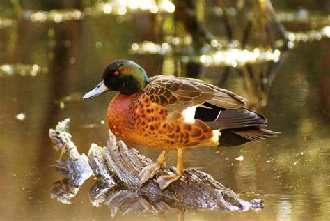 Chestnut Teal Profile Traits Facts Call Diet Breeding
