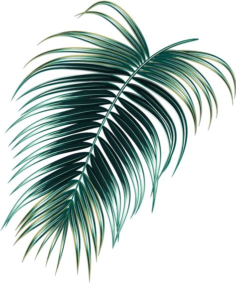 Download Leaves Tropical Rainforest Transparent Png Download Seekpng