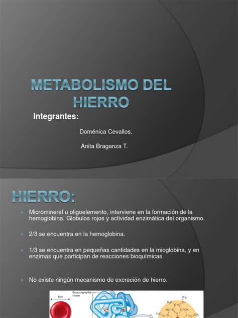 Metabolismo Del Hierro Pdf Hierro Bioquímica