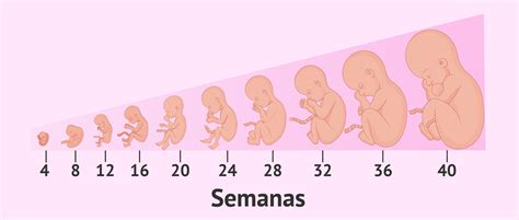 Etapas Del Embarazo Etapas De Crecimiento Humano Desarrollo