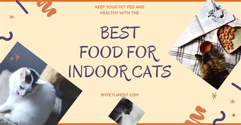 Look for complete formulas with real meat ingredients and fewer fillers or artificial cats don't need wet cat food every day, but many vets recommend making it an important part of your cat's diet. 10 Best Cat Food for Indoor Cats Reviews 2020 - My Pet ...