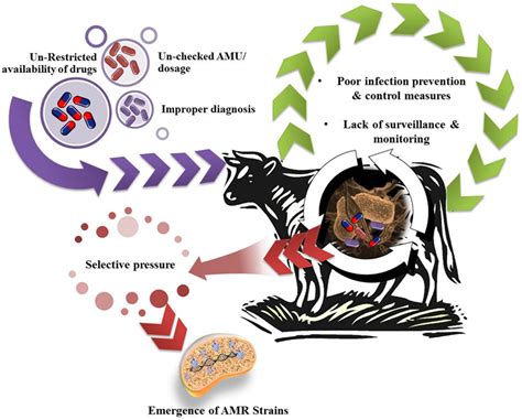 Frontiers Antimicrobial Resistance Its Surveillance Impact And Alternative Management