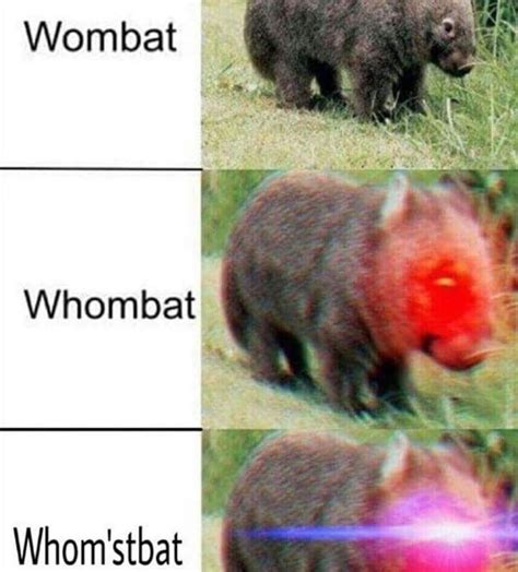Wombat Whomst Know Your Meme