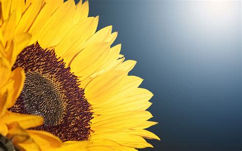 Sunflower 4k Wallpapers Top Free Sunflower 4k Backgrounds