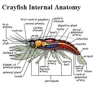 See more ideas about body organs diagram, body organs, body anatomy. Internal Organ Map - ClipArt Best