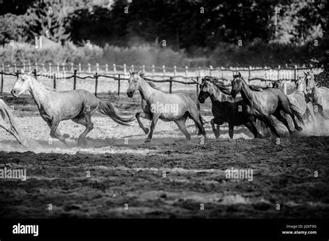 Arabian Horses Running Meadow Black And White Stock Photos And Images Alamy