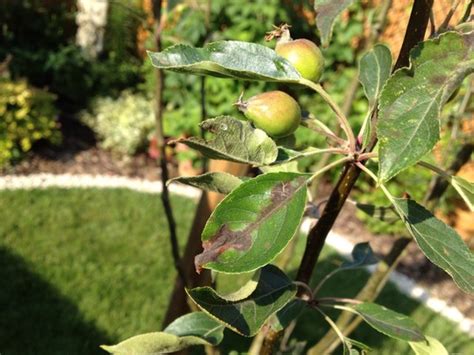 Can Anybody Please Identify What This Problem Is With My Crab Apple