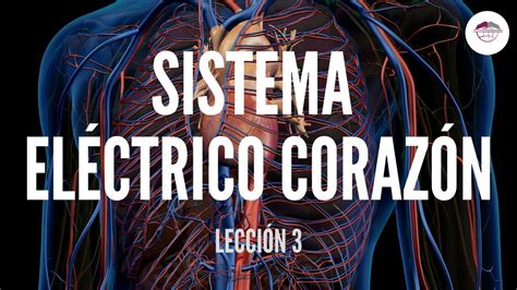 3 Sistema ElÉctrico CorazÓn Estructura Y FunciÓn Del Sistema Cardiovascular Youtube