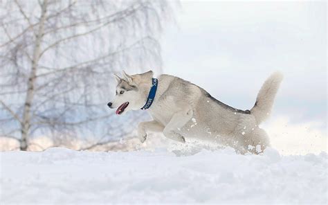 Husky Puppy Winter Wallpapers Wallpaper Cave