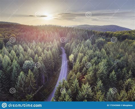 Aerial Nature Scenic Landscape Of Pine Trees And Driving Road In Summer