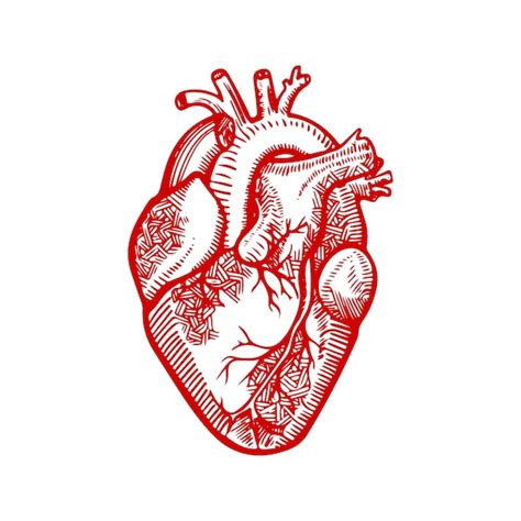 Anatomia Do Coração Coração Humano Delineado Desenho Detalhado De Um