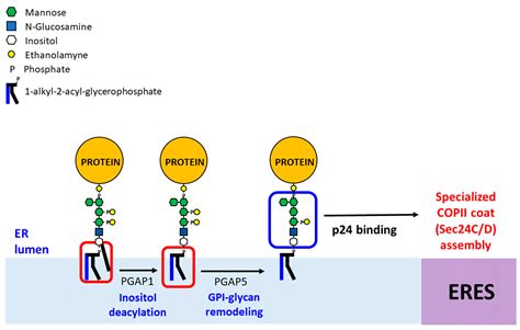 Gpi employs over 88,900 people and is present in over 130 countries. IJMS | Free Full-Text | Endoplasmic Reticulum Export of ...
