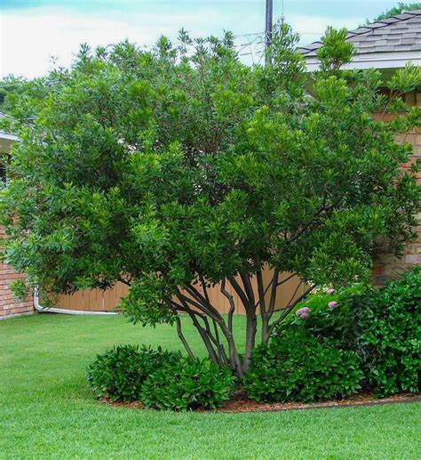 Wax Myrtle Myrtle Tree Green Giant Arborvitae Privacy Plants