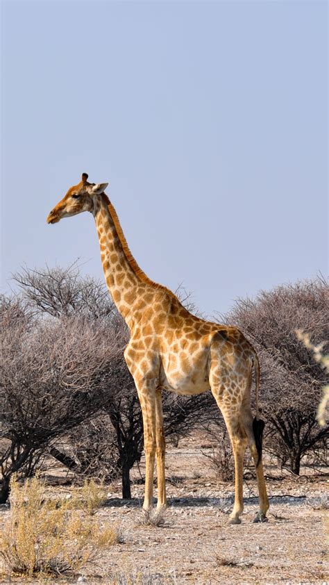 Fotos Gratis Naturaleza Aventuras Seco Fauna Silvestre África