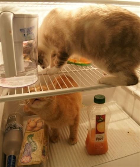15 Cats Caught In The Fridge Pawnation Natural Cat Cats Pet Care