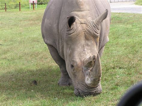 Free Photo Rhino Animal Rhinocerous Free Image On Pixabay 668039