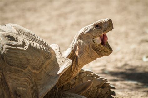 Laughing Turtle Stock Photo Download Image Now Istock