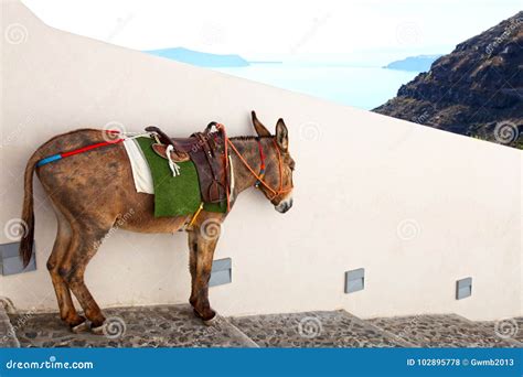 Donkeys In Santorini Greece Stock Photo Image Of Donkeys Church