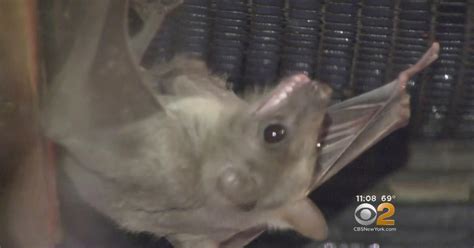 Suffolk County Officials Warn Residents About Potentially Rabid Bats