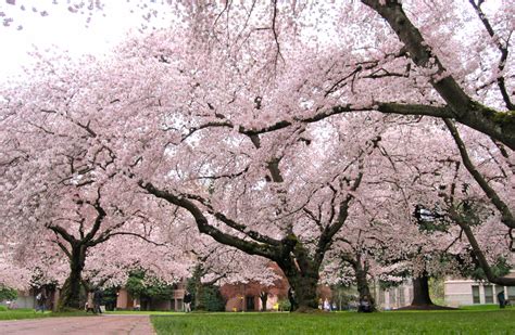 Spring flowering trees like flowering plum, crabapple, dogwood, redbud, magnolia, and flowering cherry trees, such as spring and fall are the best times to plant ornamental flowering trees in most parts of the us. Garden Design & the ABCs of Northern Virginia Flowering ...