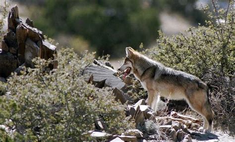 Wolf Protection Plan Raises Hackles In Southwest Latimes