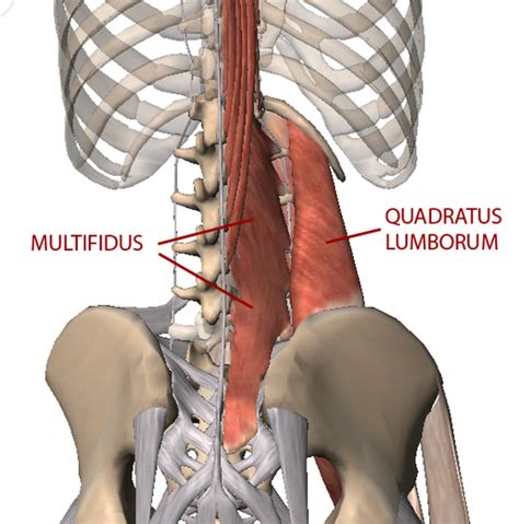 Any pain syndrome which affects them is likely to reduce the ability to perform many physical activities and may lead to general debilitation in some patients. Poor Posture and Tight Lower Back Muscles